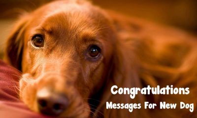 Congratulations for New Cute Dog Wishes Messages and Quotes