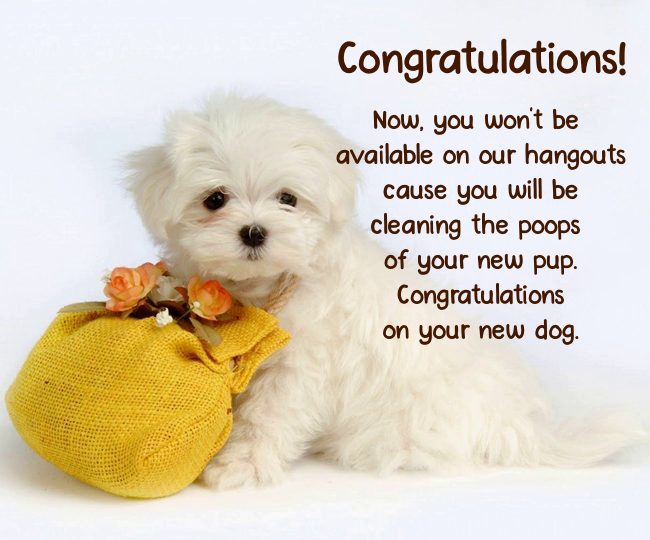 congratulations on new puppy