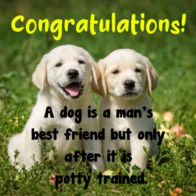congratulations on your new dog