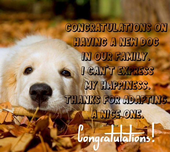 welcome new puppy quotes