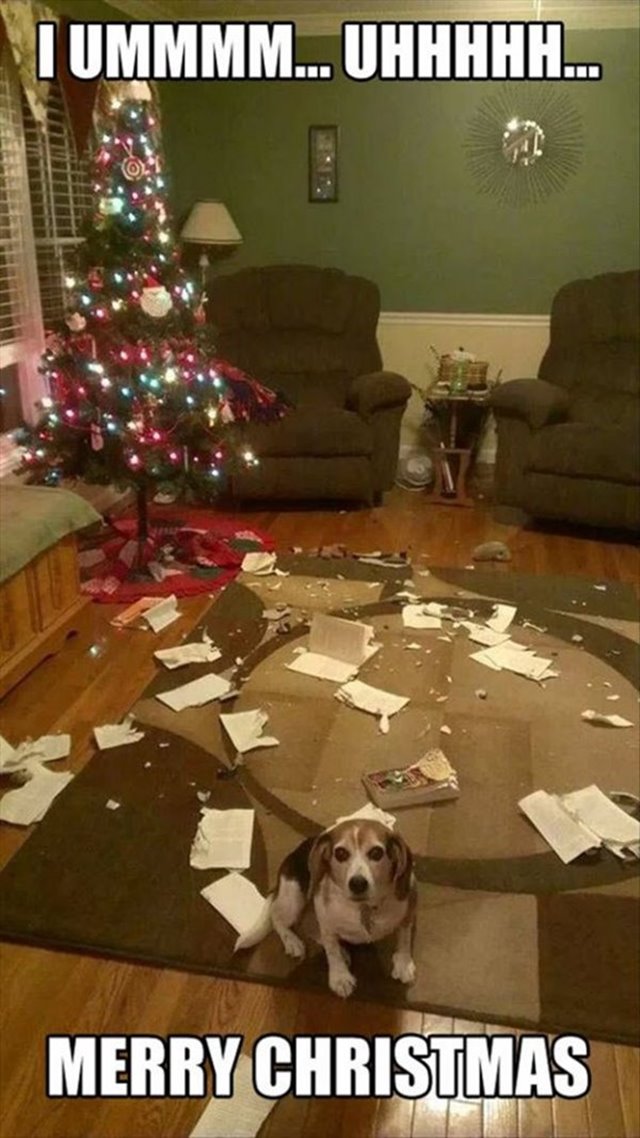 funny merry christmas disaster dog memes 576x1024 Funny Merry Christmas Memes Ideas And Merry Christmas With Images