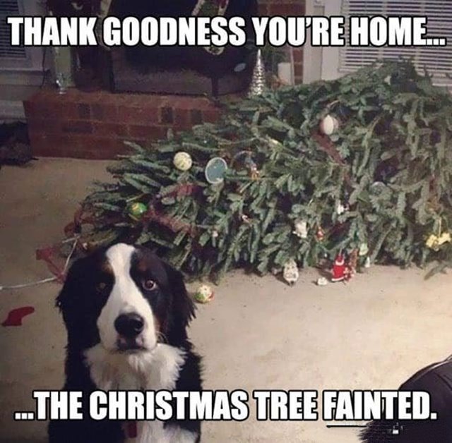 funny merry christmas dog memes Funny Merry Christmas Memes Ideas And Merry Christmas With Images