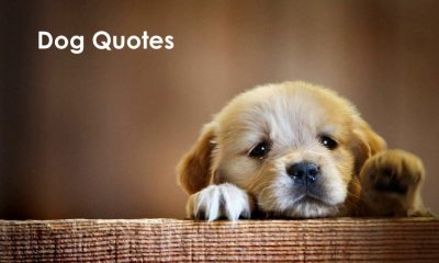 Dog Quotes On Dogs Love