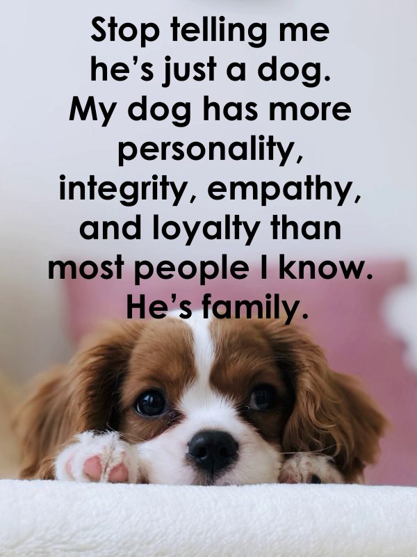 Popular Dog Quotes and images