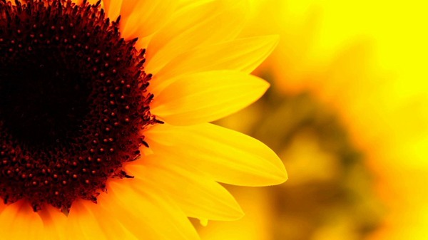 Sunflower Quote 2