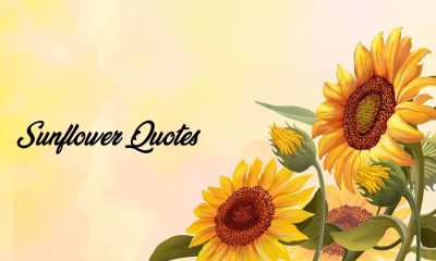 Sunflower Quotes Best Quotes About Sunflower