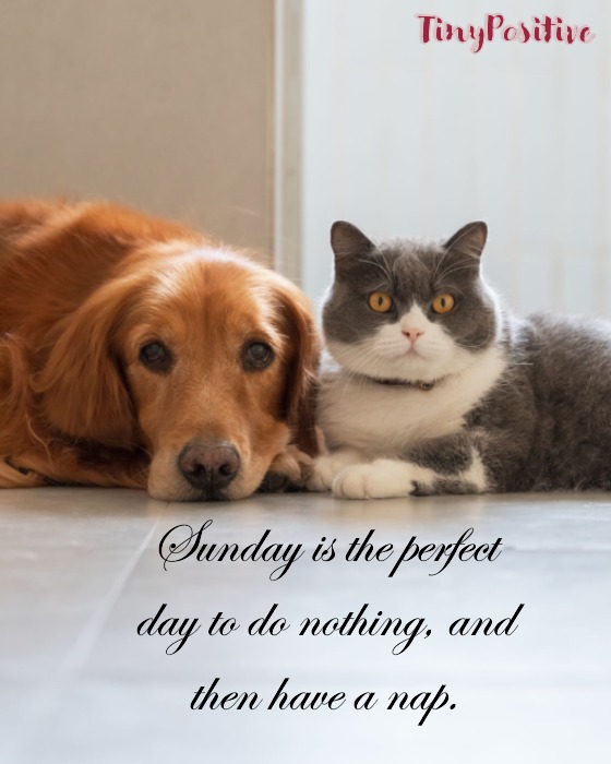 inspirational sunday motivation memes and Pics