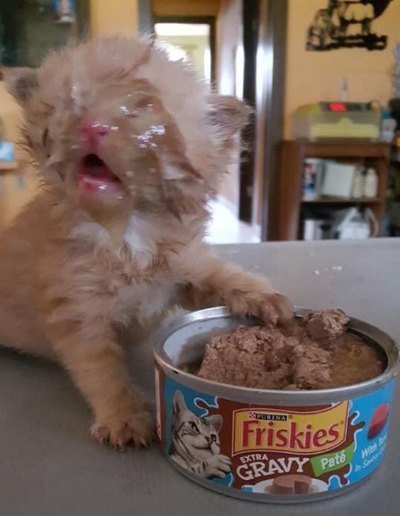 bored panda cat memes