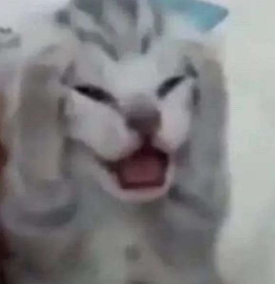 cat meme japanese art