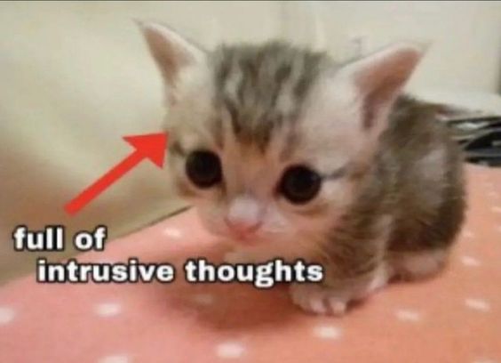 polygon donut cat memes