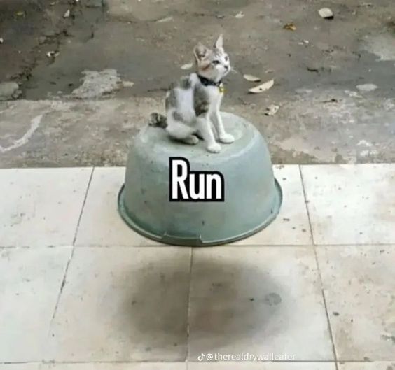 poorly made cat memes