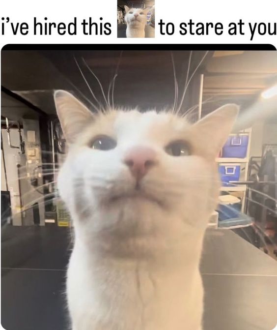 really funny cat memes