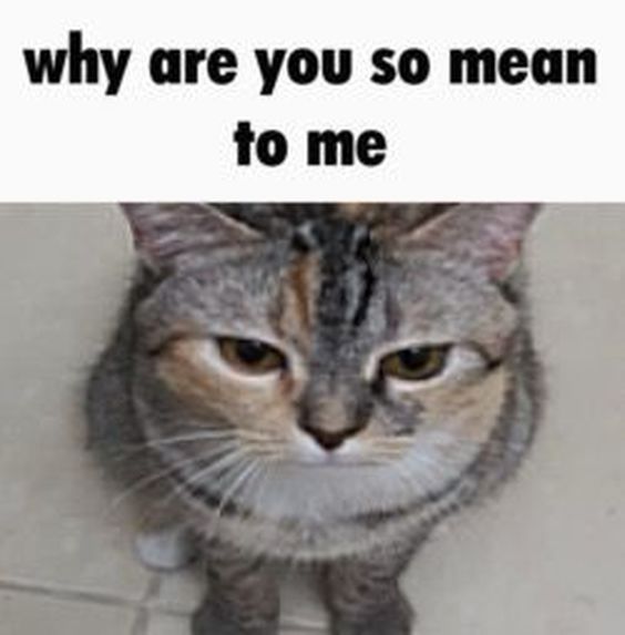 relatable cat memes
