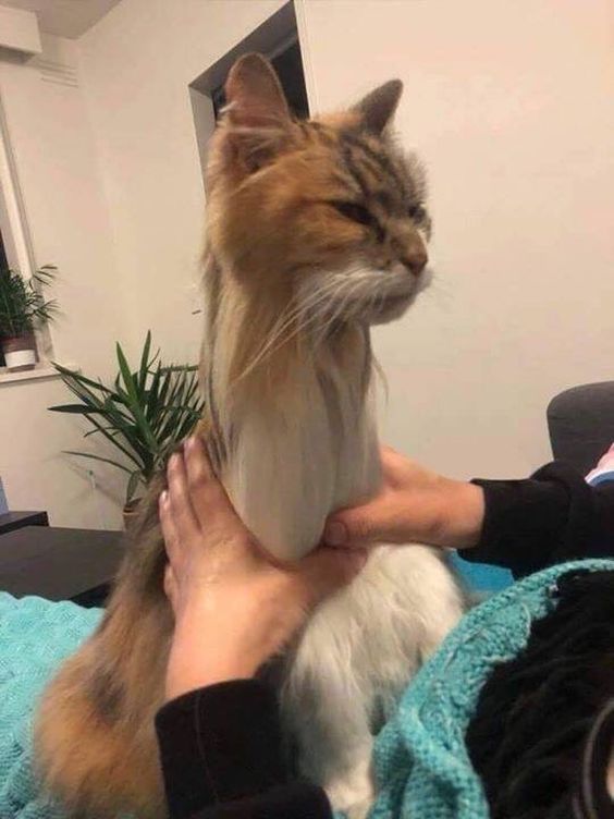 super funny cat memes