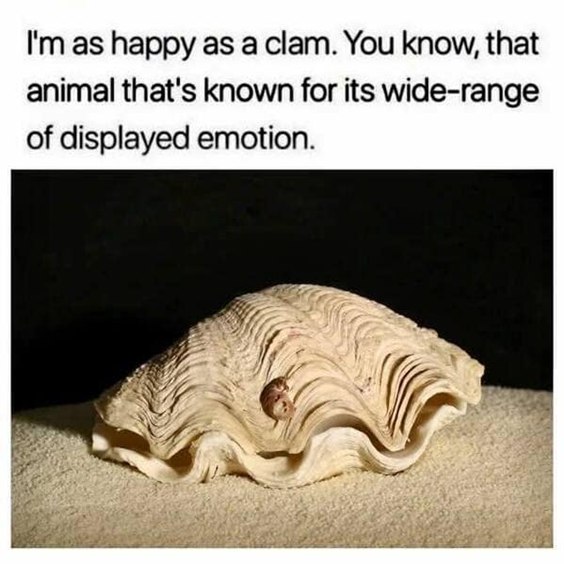 A large, ruffled clam shell resting on sand with a tiny creature visible inside, used in a meme.