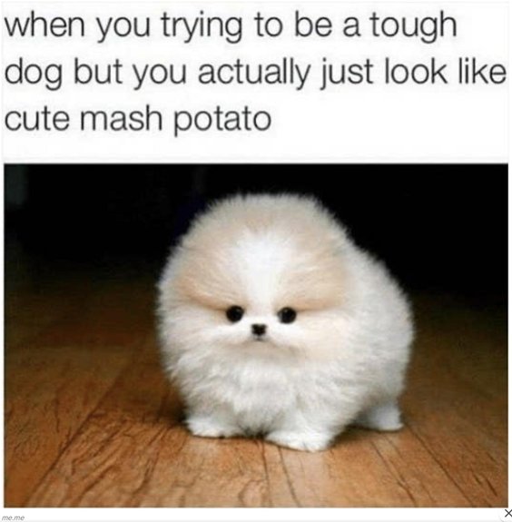A tiny, fluffy white Pomeranian puppy looking serious, used in a meme.