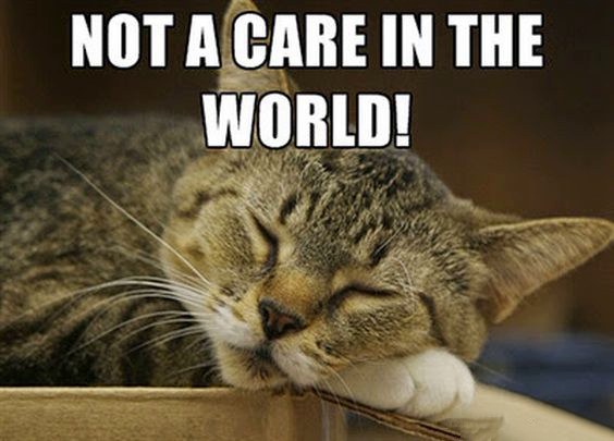 can cats kill you in your sleep