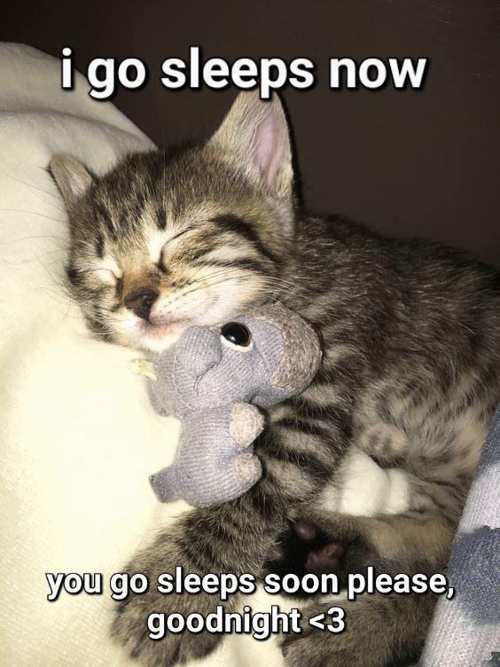 cat memes about sleeping