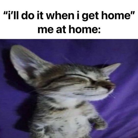 cat sleeping comfy meme