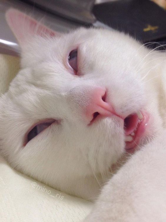 dead sleeping cat meme