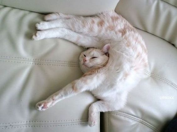 funny sleeping cat images memes