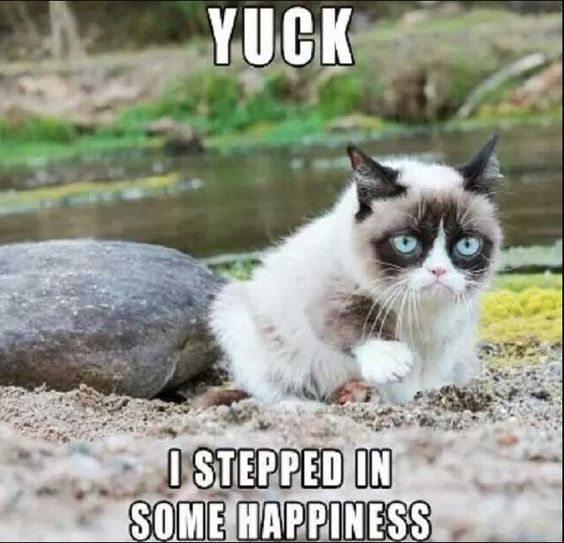 grumpy cat best memes