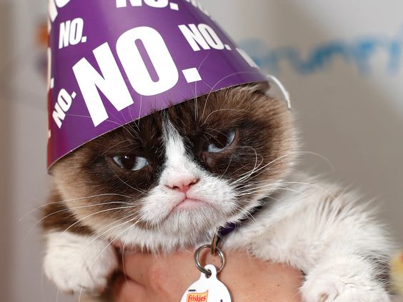 images of grumpy cat memes