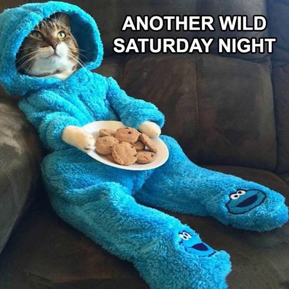 monday memes animals