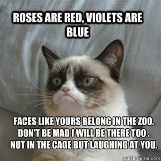 pictures of grumpy cat memes