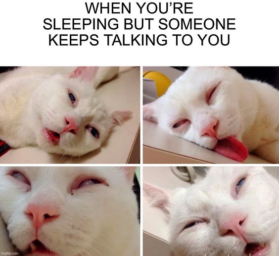 sleeping cat alarm meme