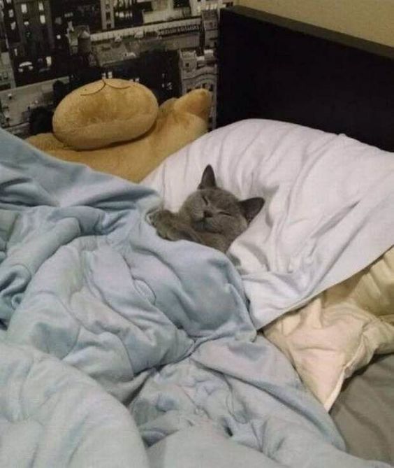 sleeping cat bed meme