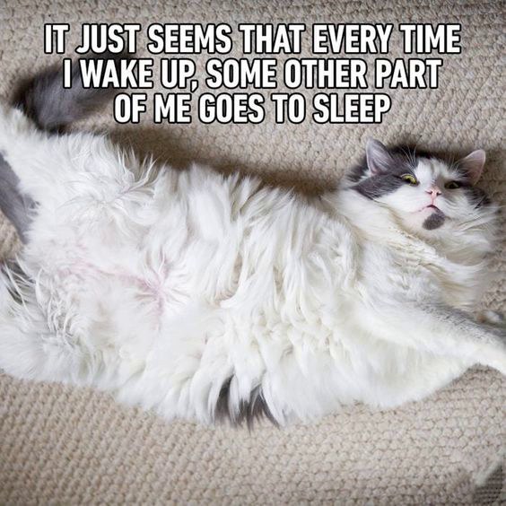 sleeping cat face meme