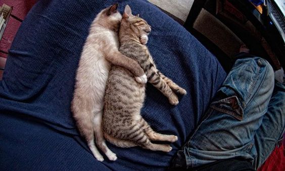 sleeping cat meme audio
