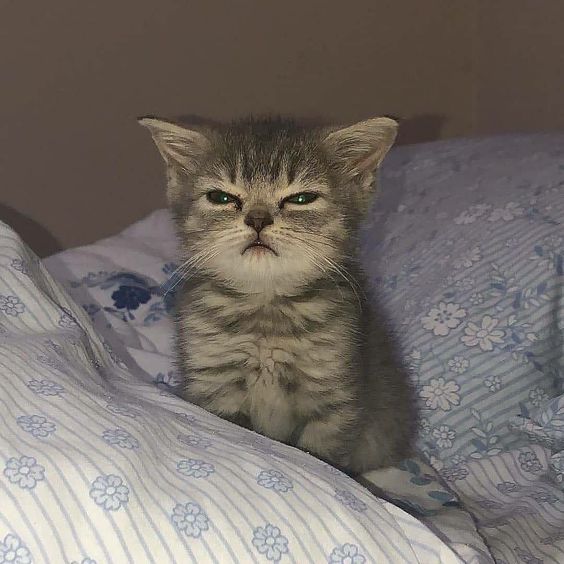 sleeping cat meme gif