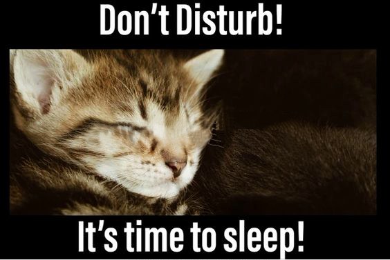 sleeping cat meme green screen