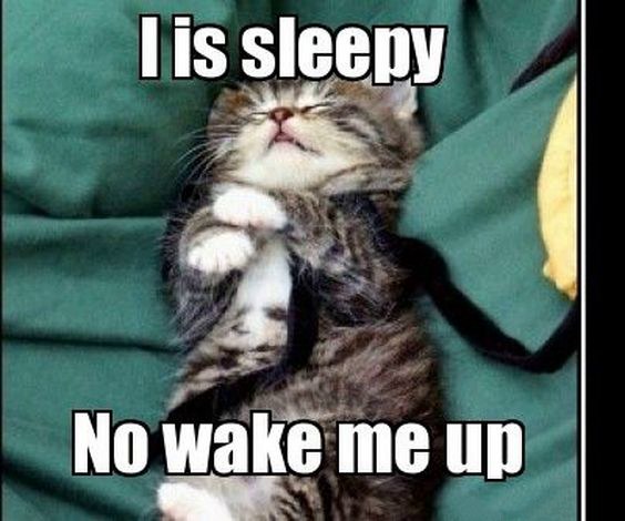 sleeping cat meme template