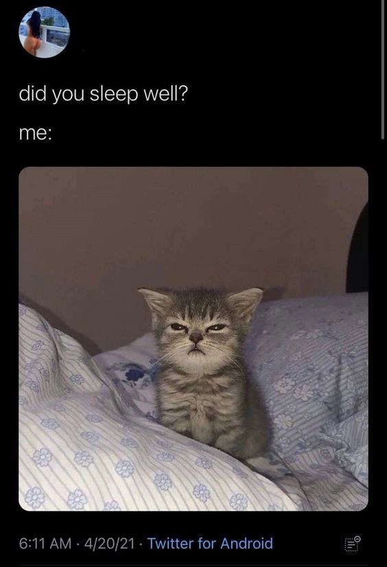 sleeping cat on back meme