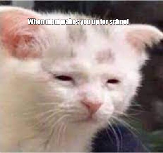 sleepy black cat drooling meme
