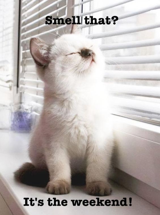 wednesday memes and quotes