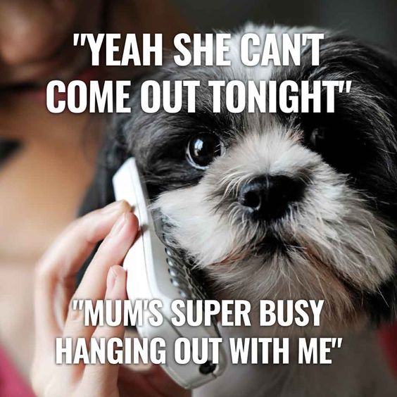 A meme featuring a small, fluffy Shih Tzu dog with an earnest expression, holding a phone receiver up to its ear. The caption reads: YEAH SHE CAN'T COME OUT TONIGHT. MUM'S SUPER BUSY HANGING OUT WITH ME.