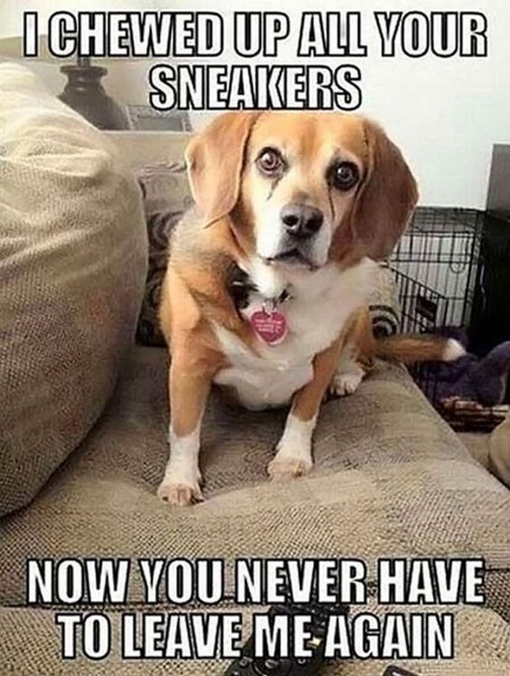 A meme featuring a wide-eyed Beagle sitting on a couch, looking guilty/pleading. The caption reads: I CHEWED UP ALL YOUR SNEAKERS. NOW YOU NEVER HAVE TO LEAVE ME AGAIN.