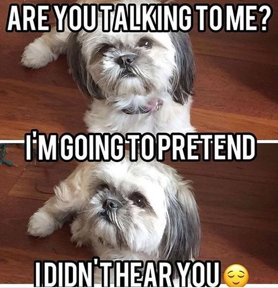 A two-panel meme featuring a Shih Tzu. The top panel shows the dog looking up with suspicion, and the bottom panel shows the dog looking away dismissively. The captions read: ARE YOU TALKING TO ME? I'M GOING TO PRETEND I DIDN'T HEAR YOU.