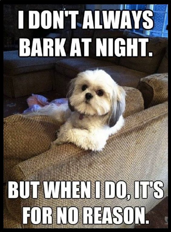 A meme featuring a cute Shih Tzu sitting on a couch. The text reads: I DON'T ALWAYS BARK AT NIGHT. BUT WHEN I DO, IT'S FOR NO REASON.