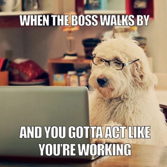 A meme featuring a fluffy white dog wearing glasses and staring intently at a laptop screen with a serious expression. The caption reads: WHEN THE BOSS WALKS BY AND YOU GOTTA ACT LIKE YOU'RE WORKING.