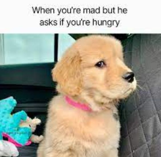 A meme featuring a Golden Retriever puppy sitting in a car with a slightly annoyed or side-eye expression. The caption reads: When you're mad but he asks if you're hungry.