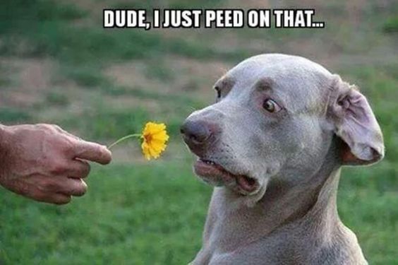 A meme featuring a Weimaraner dog looking shocked and wide-eyed as a hand offers it a yellow flower. The caption reads: DUDE, I JUST PEED ON THAT...