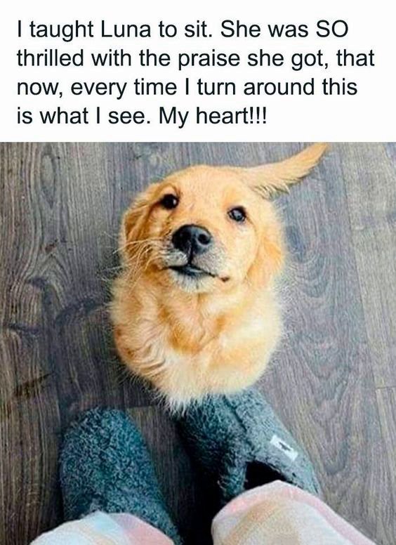 An image showing a Golden Retriever puppy's head popping up between a person's feet, looking up with a big smile. The caption explains that the puppy is sitting because she loves the praise she gets for the trick.