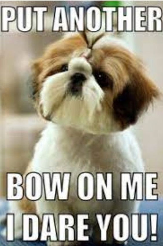 A meme featuring a small, fluffy dog, possibly a Shih Tzu, wearing a bow and looking directly at the camera with a challenging expression. The caption reads: PUT ANOTHER BOW ON ME I DARE YOU!