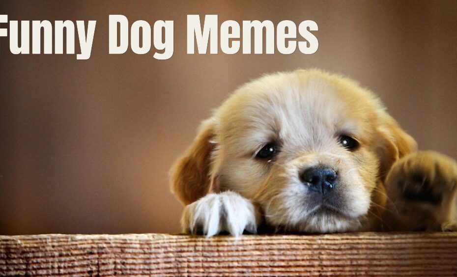 Ultimate Funny Dog Memes Hilarious Clean Dog Humor