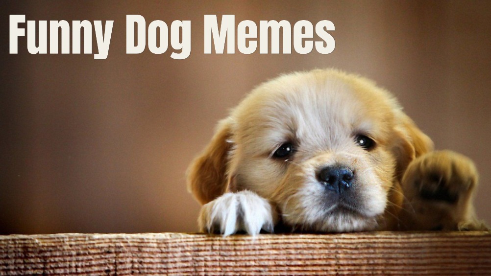 25 Ultimate Funny Dog Memes Hilarious Clean Dog Humor Tiny Positive